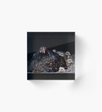 Dark Bantam Chicken and baby chicks Acrylic Block