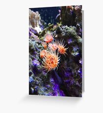 Sea Anemone Greeting Card
