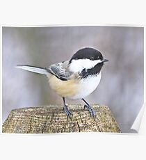 Chickadee on a used to be tree Poster