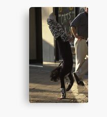 Katzen Canvas Print