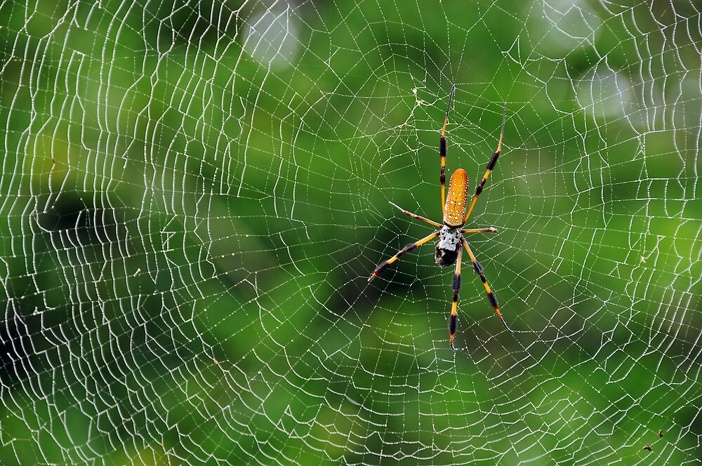 Silk spider, Web-spinning, Venomous, Nocturnal