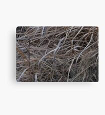 Brush Canvas Print