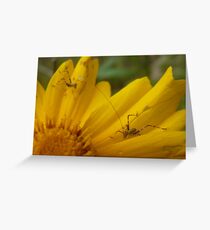 Grasshoppers Greeting Card