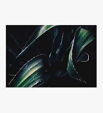 SLY Photographic Print
