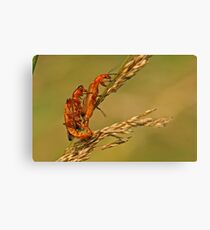 Soldier Beetles Canvas Print