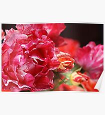 Happy Rose Family Display Poster