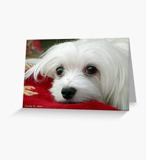 Snowdrop the Maltese Greeting Card