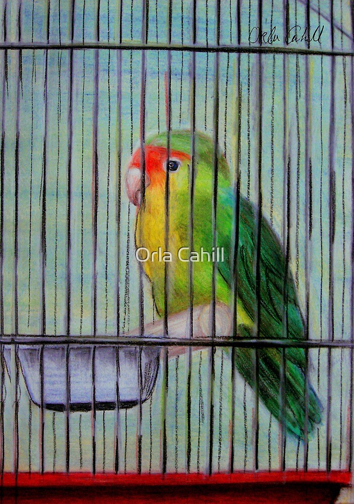 "Bird in a Cage" by Orla Cahill | Redbubble