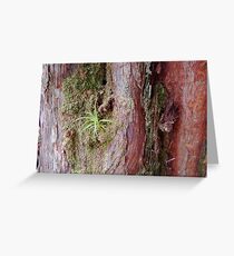 Pandanni in the King BillyForest Greeting Card