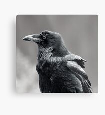 Raven.2 Metal Print