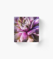 Pink and Green Macro Succulent Acrylic Block