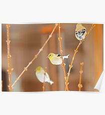 American Gold Finch Poster