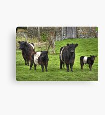 Belted Galloways.. Canvas Print