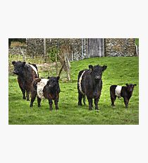 Belted Galloways.. Photographic Print