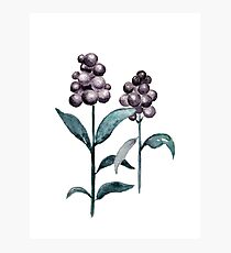 Watercolor Privet Fruit Berries Photographic Print
