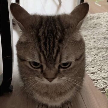 Cute Angry Cat. : r/MadeMeSmile