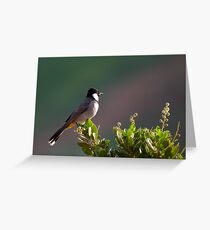 Sunrise Bulbul Greeting Card