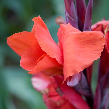 Artwork thumbnail, Orange Canna Lily by mistered