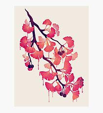O Ginkgo Photographic Print