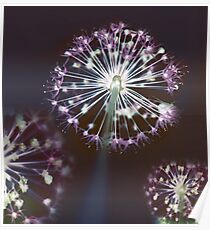 Floral Fireworks. Dark Floral Poster