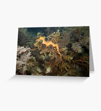 Leafy Sea Dragon - Wool Bay Greeting Card