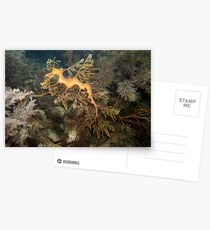 Leafy Sea Dragon - Wool Bay Postcards