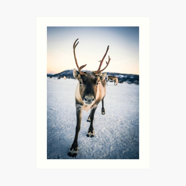 Artic Reindeer Art Print