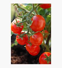 Baby Tomatoes Photographic Print