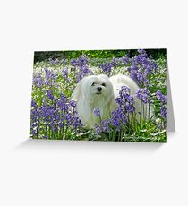 Snowdrop the Maltese - in the Bluebell Woods Greeting Card
