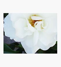 Wild Rose Photographic Print