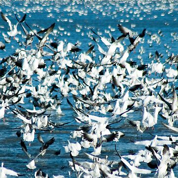Artwork thumbnail, Plethora of Snow Geese by jwwalter