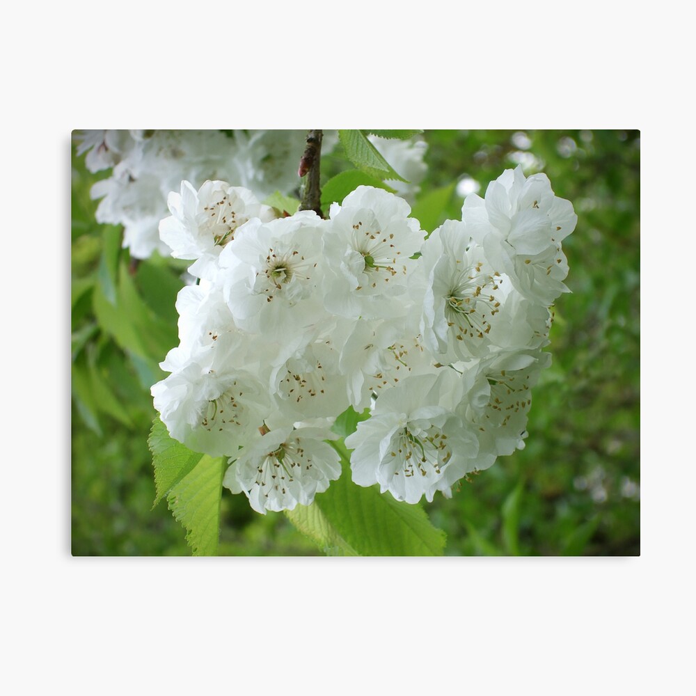 Blossom Canvas Print