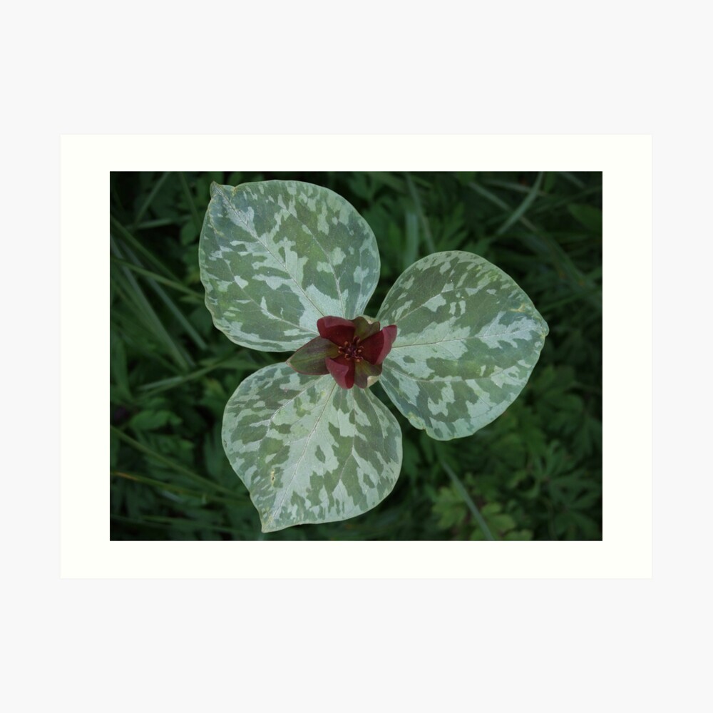 Trillium Art Print