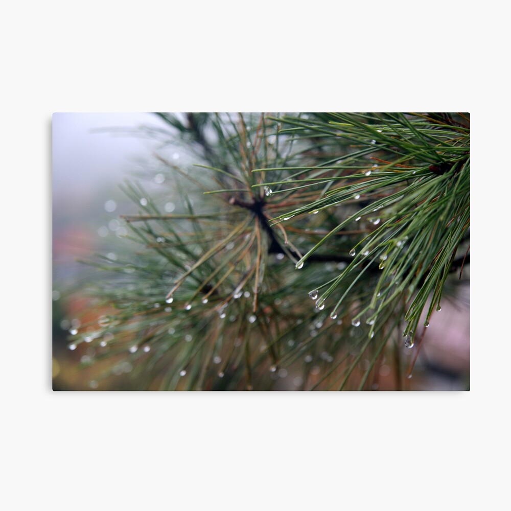 Dew on Pine Needles Canvas Print