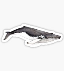 Humpback whale (Megaptera novaeangliae) Sticker