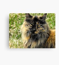 Kitty Canvas Print