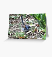 Immature male Variegated Fairy-wren Greeting Card