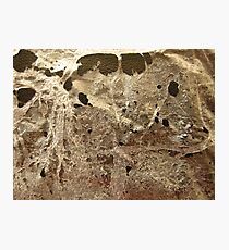 WEB Photographic Print