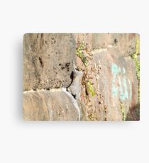 Squirrel on the Sixth Street Embankment, Abandoned Pennsylvania Railroad Embankment, Jersey City, New Jersey Metal Print