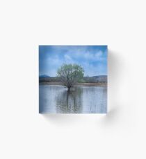 Tamarisk tree in Bosque del Apache National Wildlife Refuge Acrylic Block
