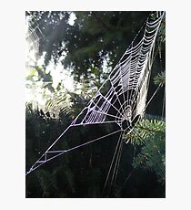 web Photographic Print