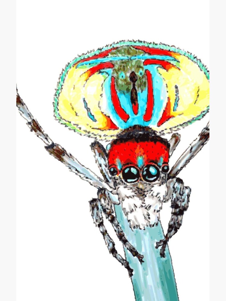 Peacock spider Maratus volans by thevexedmuddler