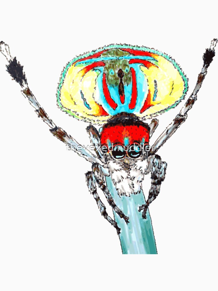 Peacock spider Maratus volans by thevexedmuddler