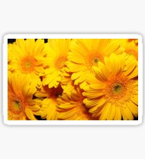 Yellow gerberas Sticker