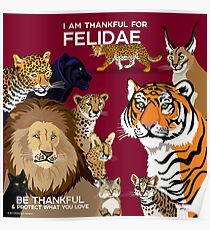 I Am Thankful For Felidae Poster