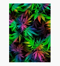 WEED COLORS Photographic Print