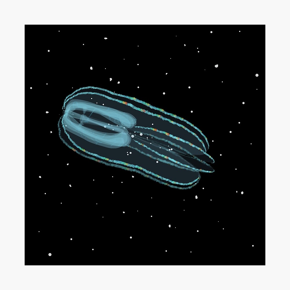 Bolinopsis infundibulum comb jelly Photographic Print