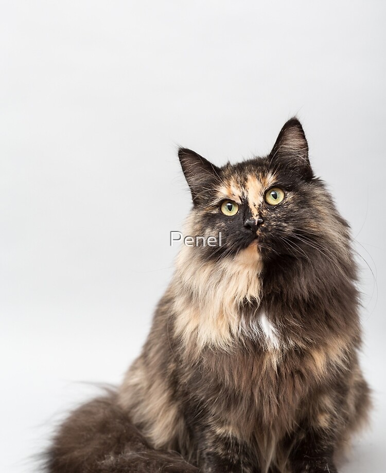 Norwegian Forest Cat Tortoiseshell Ipad Case Skin By Penel
