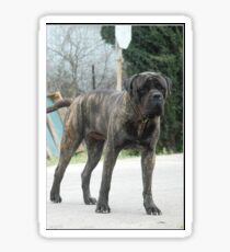 bullmastiff brindle full Sticker