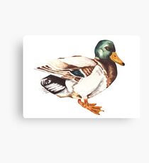 Mallard Duck Watercolor Painting Canvas Print